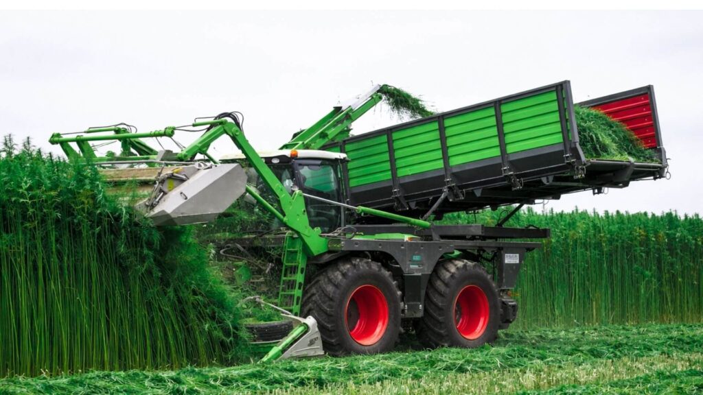 CLAAS Xerion 4000 hemp harvester cutting cannabis biomass in a field and loading into trailer for transport