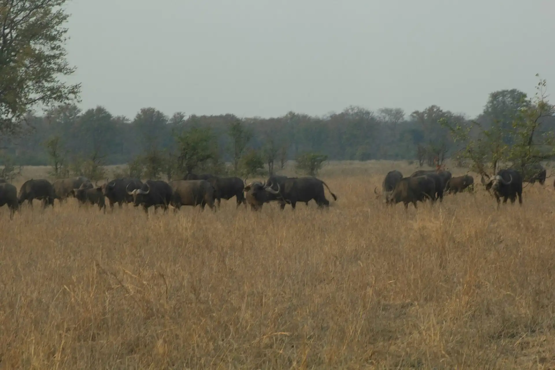 Herd of wild African Cape buffalo grazing in tall dry grass across an open savanna landscape