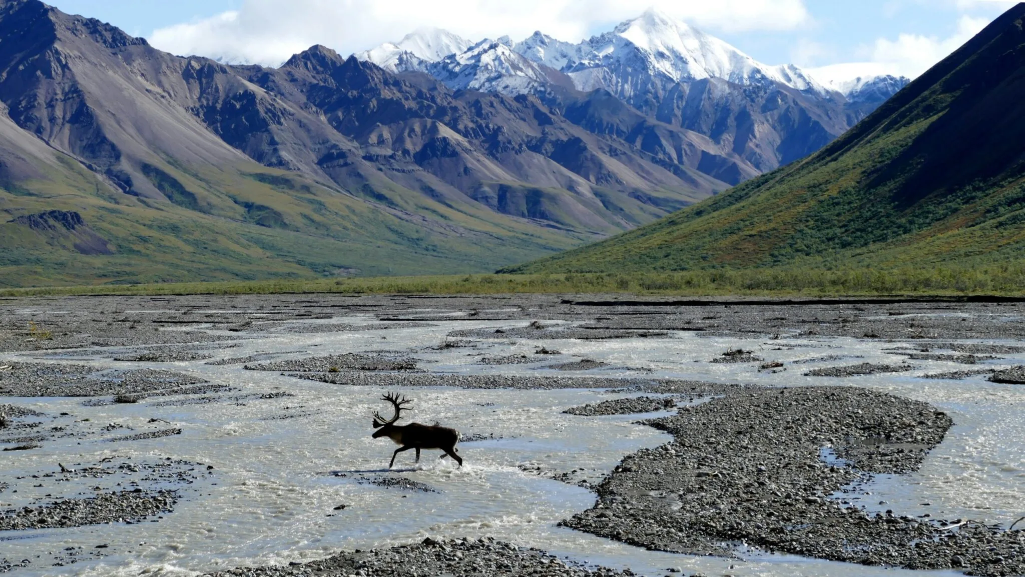 Wild caribou crossing a shallow braided riverbed in Denali National Park Alaska in front of snow-capped rugged mountains