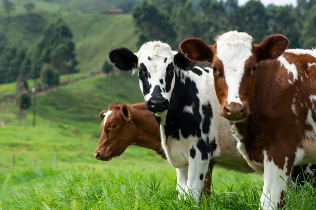 Three curious dairy cows and calves standing together in a lush green pasture on a hillside farm