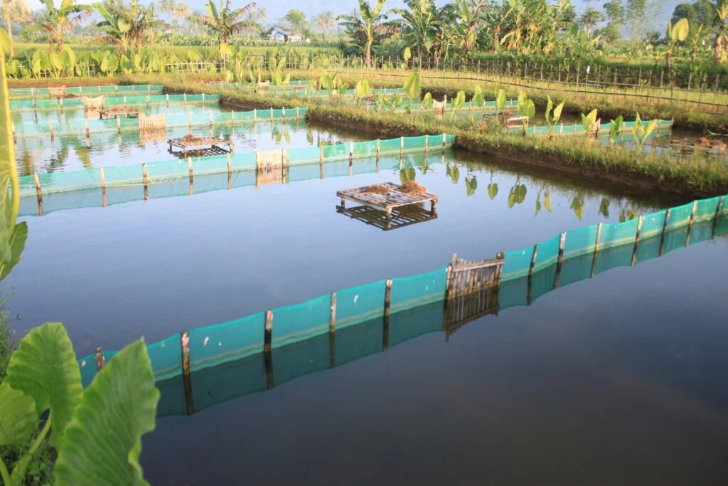 Outdoor freshwater aquaculture fish farming ponds divided by green safety mesh nets and bamboo structures