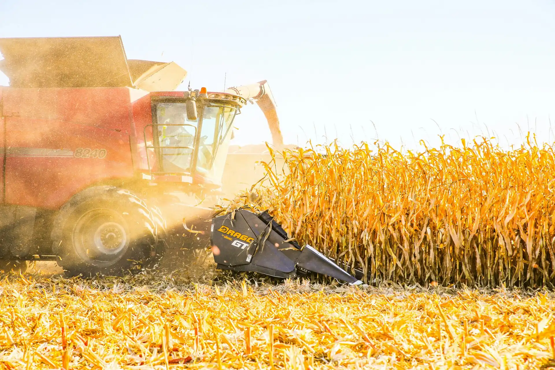 Combine harvester cutting dry corn in a field during autumn harvest for agricultural freight and grain transport